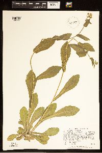 Thumbnail image of current specimen