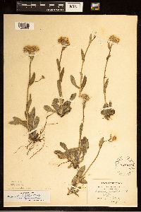 Erigeron pulchellus image