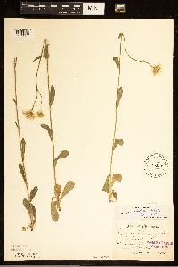 Erigeron pulchellus image