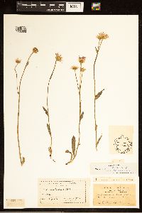 Erigeron pulchellus image