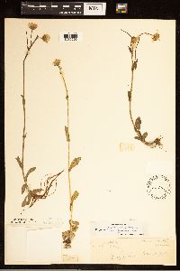 Erigeron pulchellus image