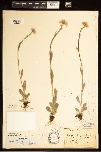 Erigeron pulchellus image