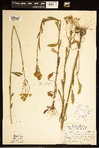 Erigeron strigosus var. septentrionalis image