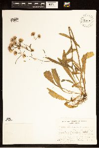 Erigeron acris image