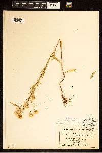 Erigeron acris image