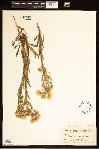 Erigeron acris image