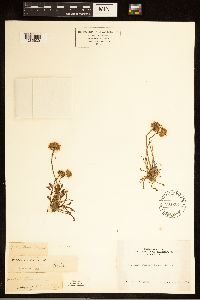 Image of Erigeron algidus