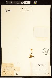 thumbnail image of current specimen
