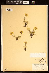 Image of Erigeron aureus