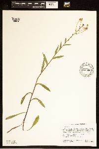 Erigeron acris image