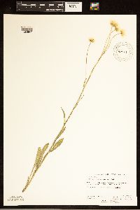 Erigeron glabellus var. pubescens image