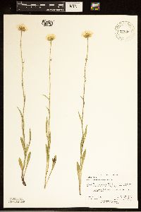 Erigeron glabellus var. pubescens image