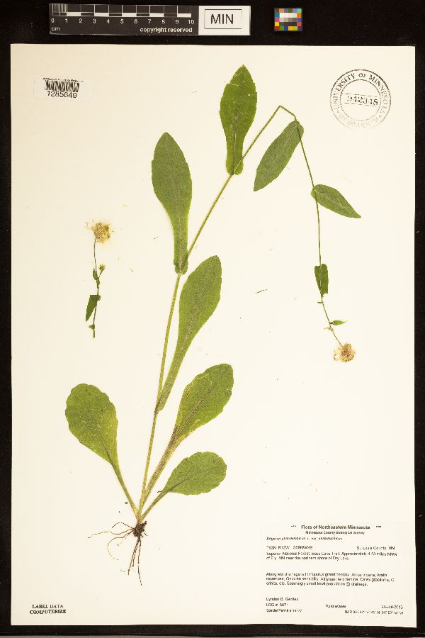 Erigeron philadelphicus var. philadelphicus image