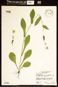 Media resource of Erigeron philadelphicus