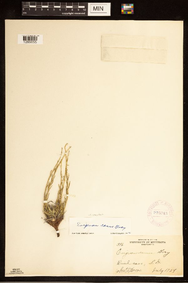 Erigeron canus image