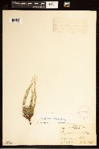Image of Erigeron canus