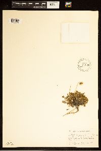 Erigeron compositus image