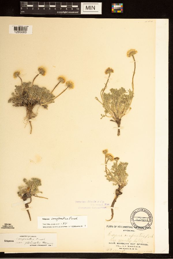 Erigeron compositus image