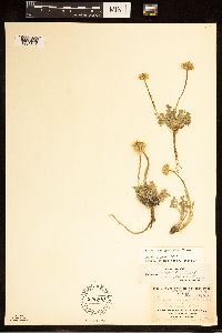 Erigeron compositus image