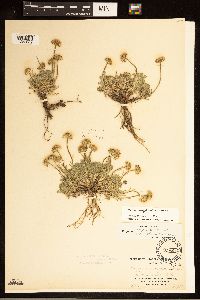 Erigeron compositus image