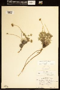 Erigeron compositus image