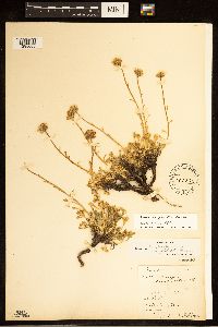 Erigeron compositus image