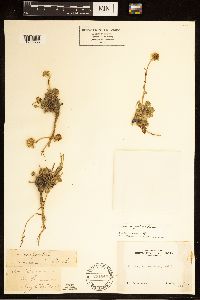 Erigeron compositus image