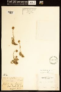 Erigeron compositus image