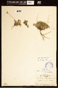 Erigeron compositus image