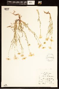 Erigeron concinnus image