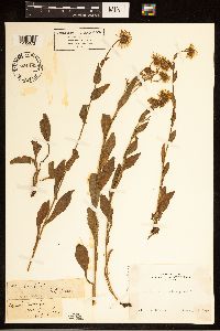Erigeron coulteri image