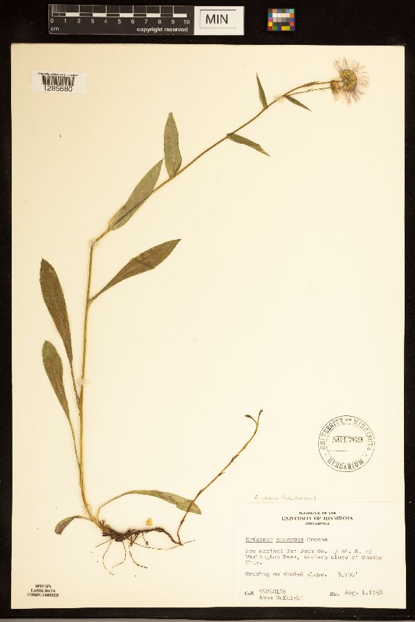 Erigeron eximius image