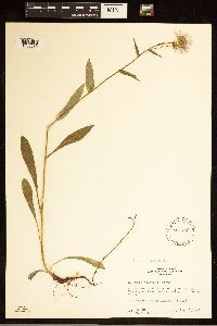 Image of Erigeron eximius