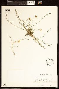 Erigeron flagellaris image