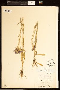 Erigeron glabellus var. glabellus image