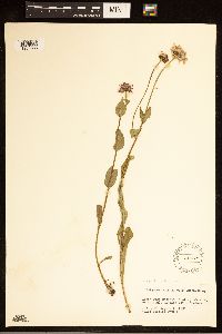 Erigeron glacialis image