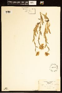 Erigeron glacialis image