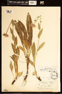 Erigeron glacialis image