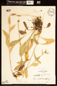 Erigeron glacialis image