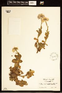 Erigeron glaucus image