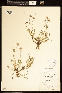 Image of Erigeron leiomerus
