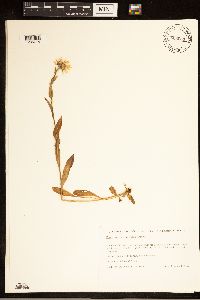 Erigeron peregrinus image