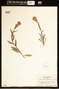 Erigeron peregrinus image