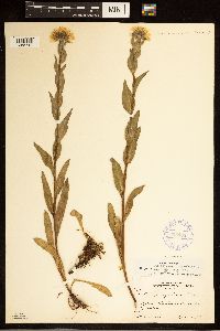 Erigeron peregrinus image