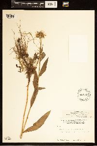 Erigeron peregrinus image