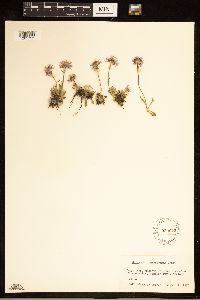 Erigeron poliospermus image
