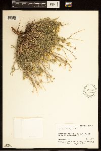 Erigeron pumilus image