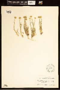 Erigeron pumilus image