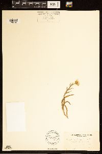 Erigeron pumilus image