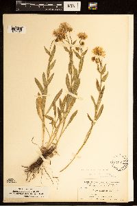 Erigeron speciosus image